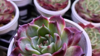 東京でエケベリアがたくさん並ぶ無人販売店|多肉植物専門店リュミエール葛飾店_20260619