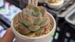 東京でエケベリアがたくさん並ぶ無人販売店|多肉植物専門店リュミエール葛飾店_20260620
