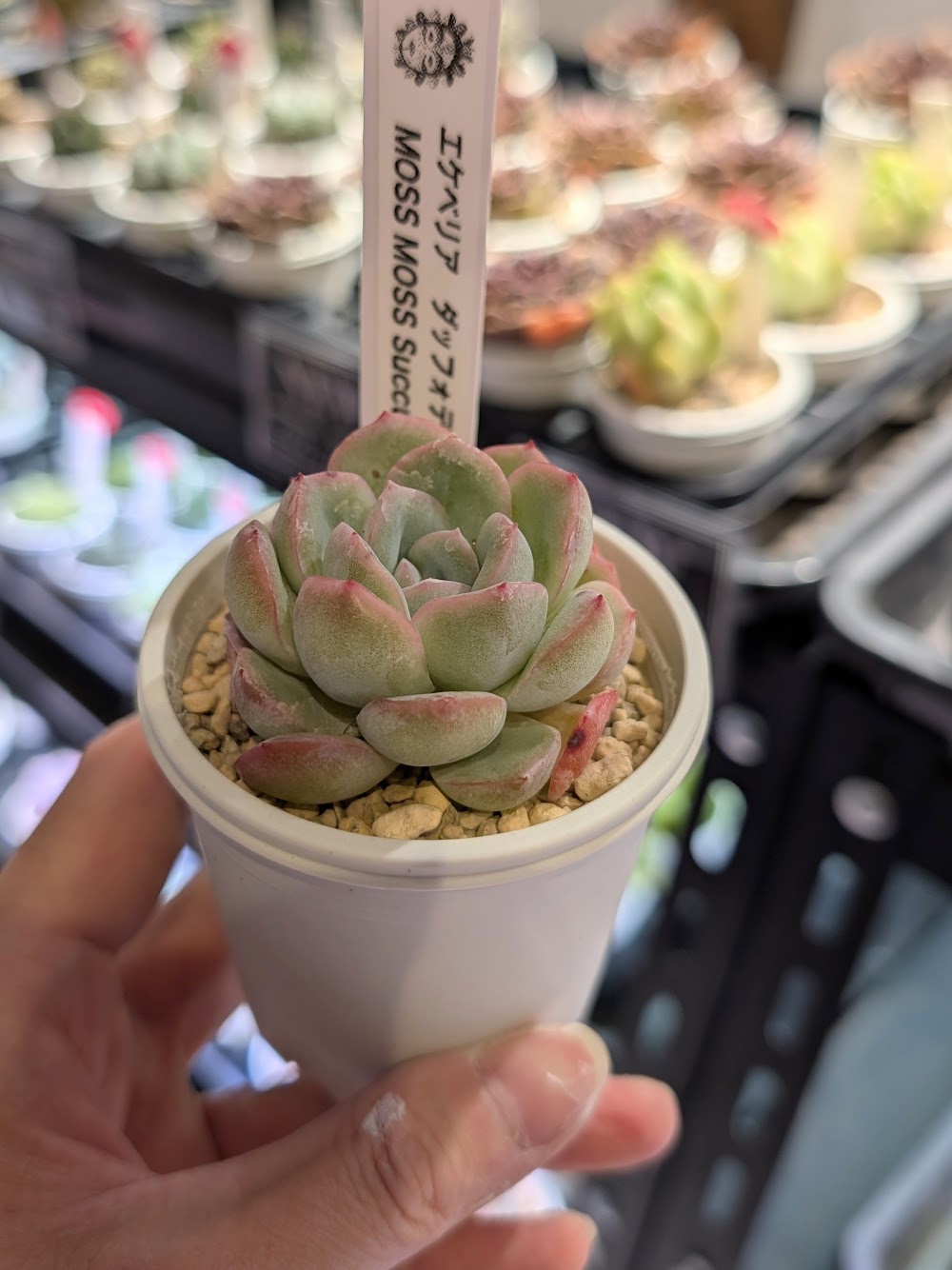 東京でエケベリアがたくさん並ぶ無人販売店|多肉植物専門店リュミエール葛飾店_20260620