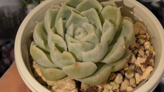 東京でエケベリアがたくさん並ぶ無人販売店|多肉植物専門店リュミエール葛飾店_20260621
