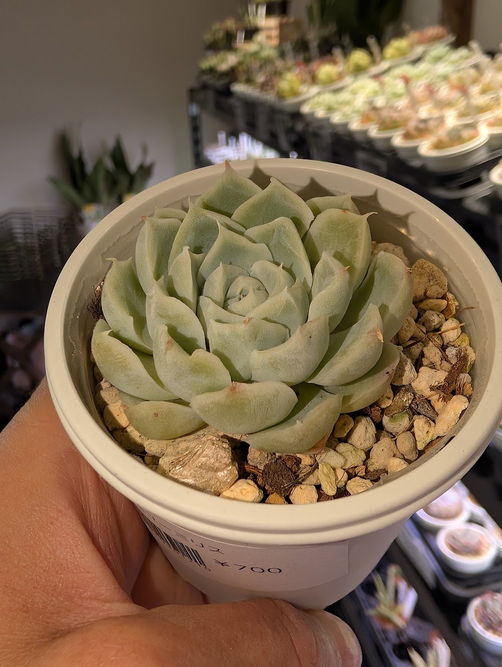 東京でエケベリアがたくさん並ぶ無人販売店|多肉植物専門店リュミエール葛飾店_20260621