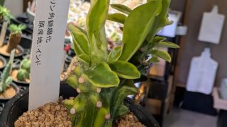 東京でエケベリアがたくさん並ぶ無人販売店|多肉植物専門店リュミエール葛飾店_20260622