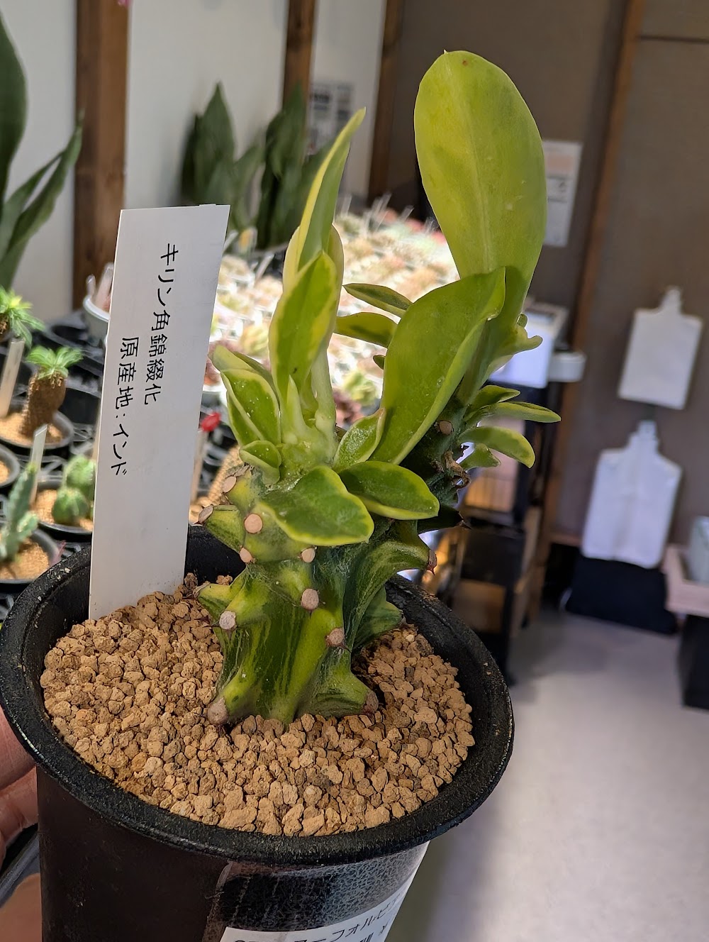東京でエケベリアがたくさん並ぶ無人販売店|多肉植物専門店リュミエール葛飾店_20260622