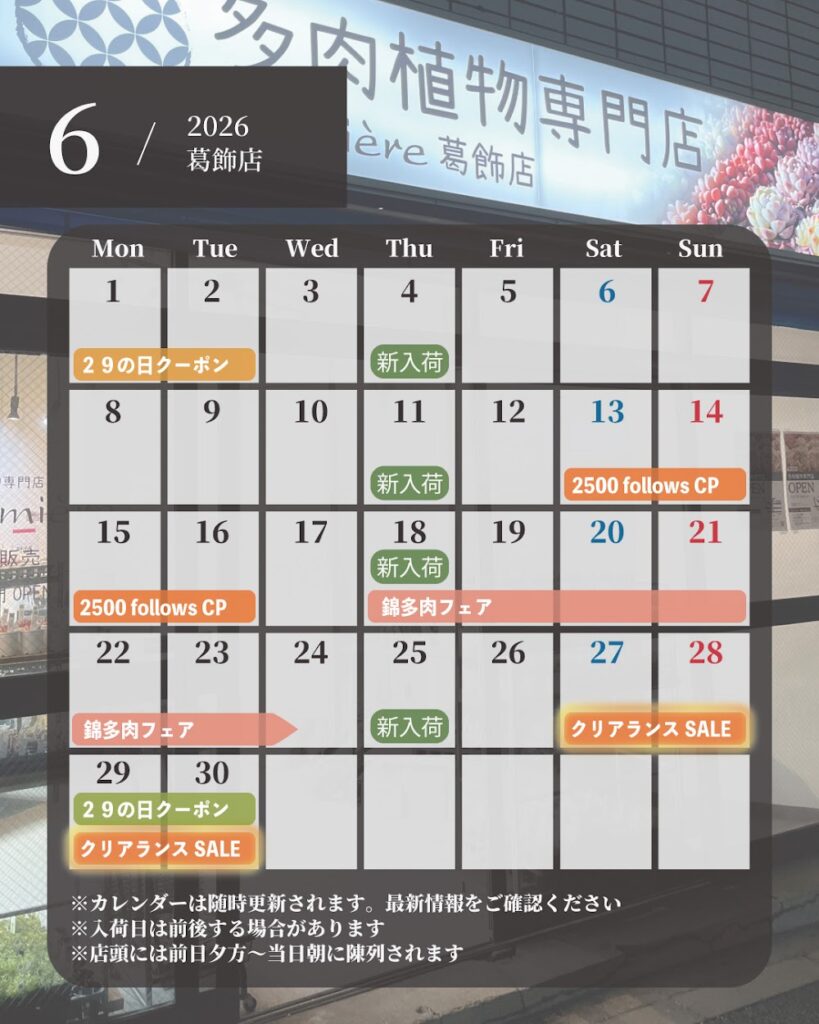 東京でエケベリアがたくさん並ぶ無人販売店|多肉植物専門店リュミエール葛飾店_20260624