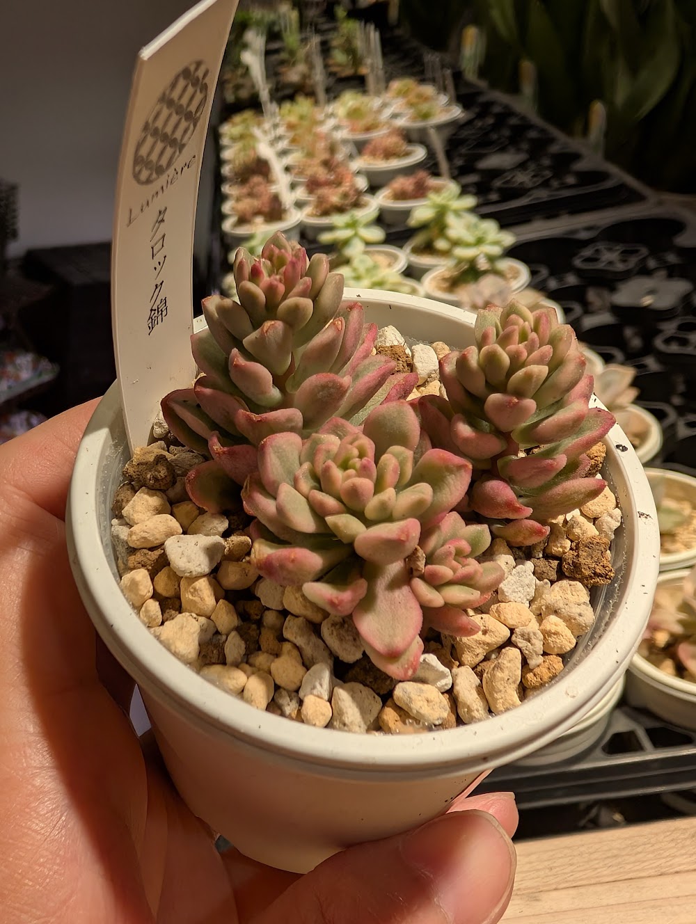 東京でエケベリアがたくさん並ぶ無人販売店|多肉植物専門店リュミエール葛飾店_20260626