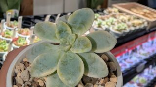 東京でエケベリアがたくさん並ぶ無人販売店|多肉植物専門店リュミエール葛飾店_20260626