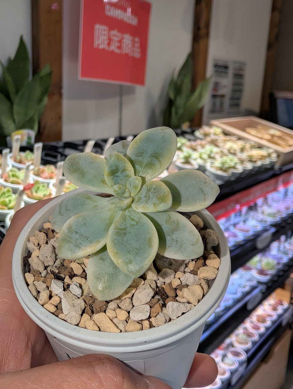 東京でエケベリアがたくさん並ぶ無人販売店|多肉植物専門店リュミエール葛飾店_20260626