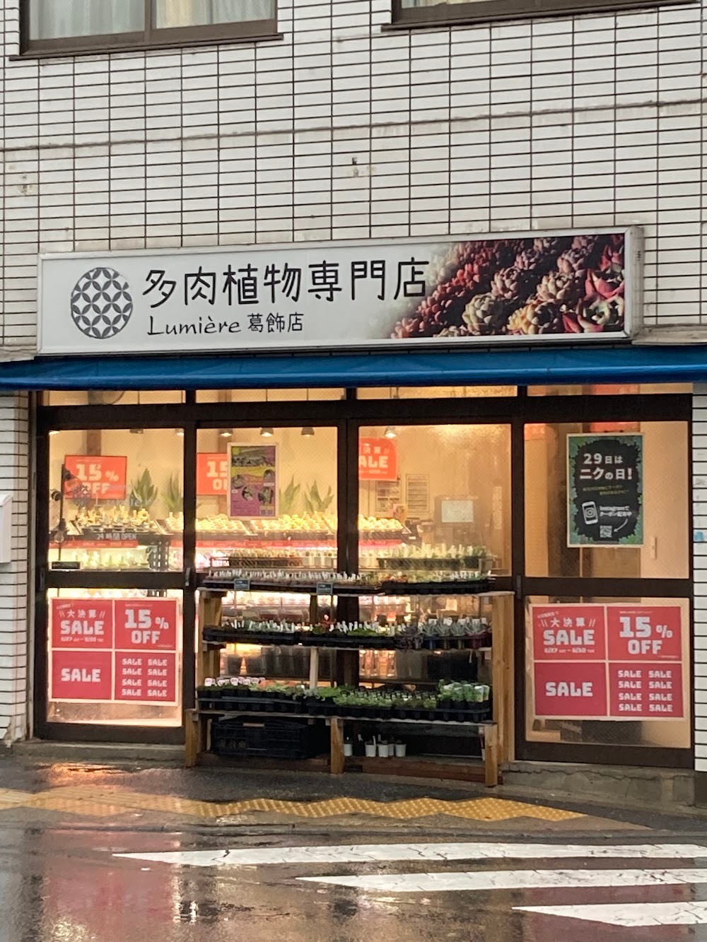 東京でエケベリアがたくさん並ぶ無人販売店|多肉植物専門店リュミエール葛飾店_20260629