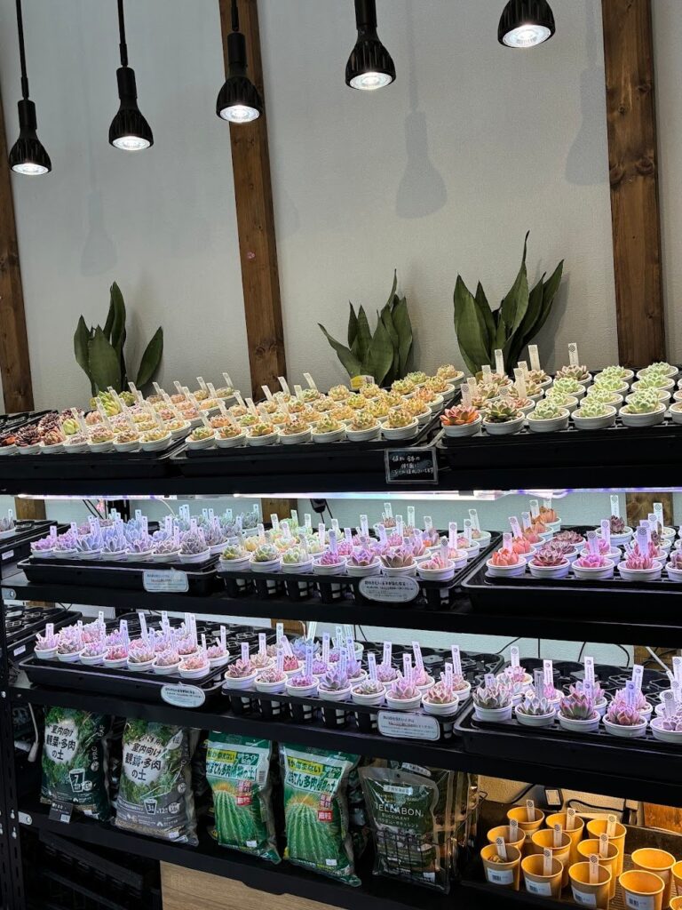 東京でエケベリアがたくさん並ぶ無人販売店|多肉植物専門店リュミエール葛飾店_20260630