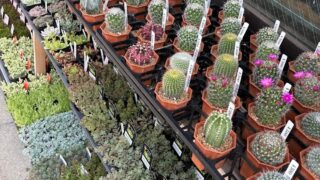 東京でエケベリアがたくさん並ぶ無人販売店|多肉植物専門店リュミエール葛飾店_20260630