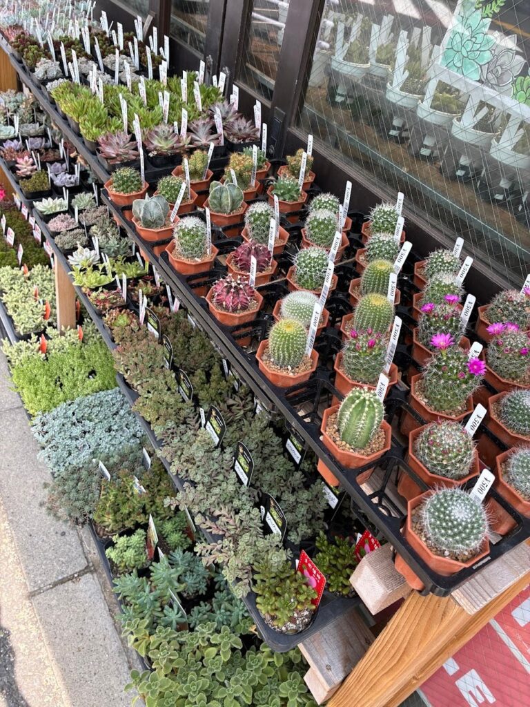 東京でエケベリアがたくさん並ぶ無人販売店|多肉植物専門店リュミエール葛飾店_20260630