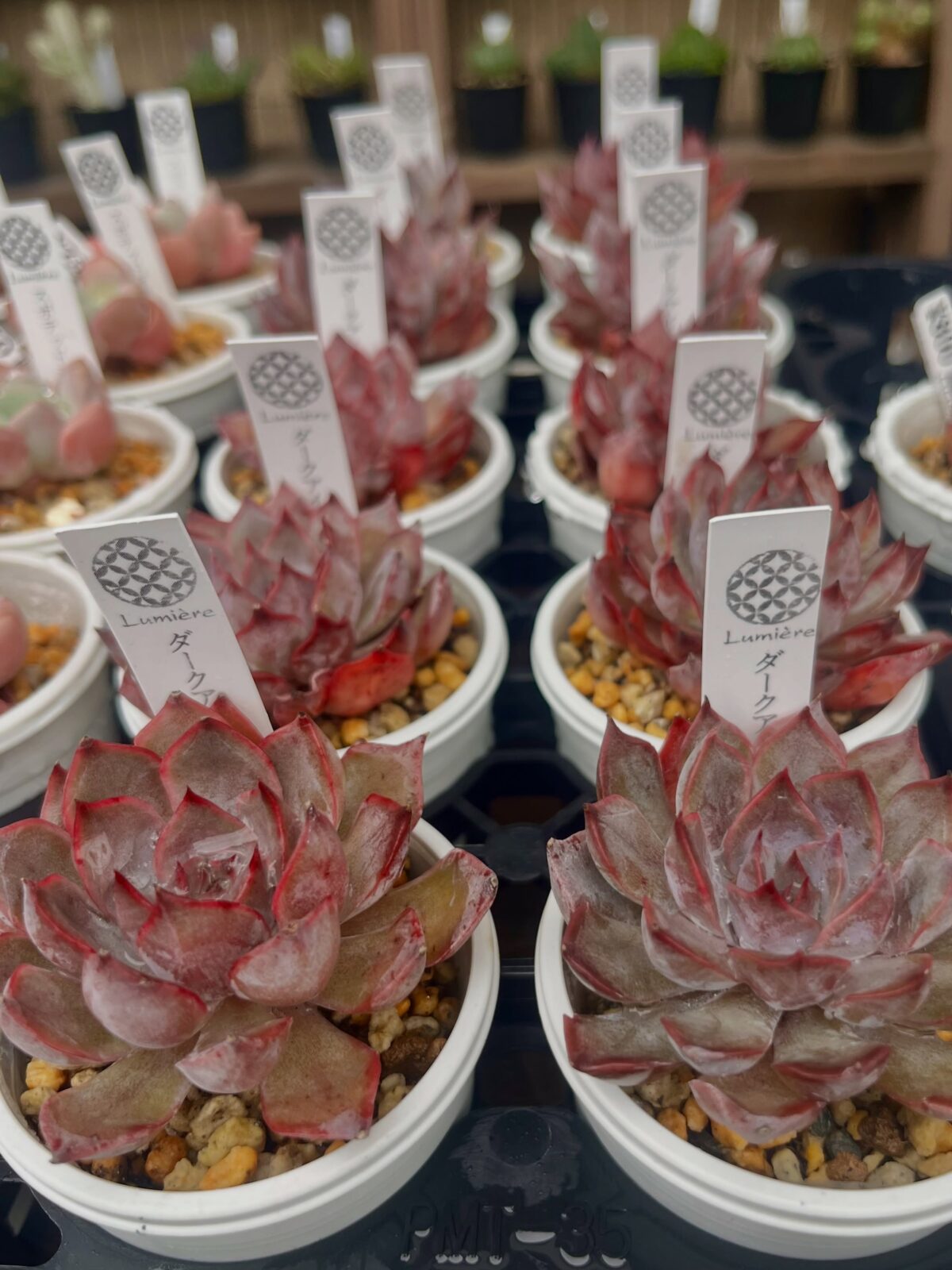 東京でエケベリアがある無人販売店|多肉植物専門店リュミエール 江東区 北砂販売所_20260608