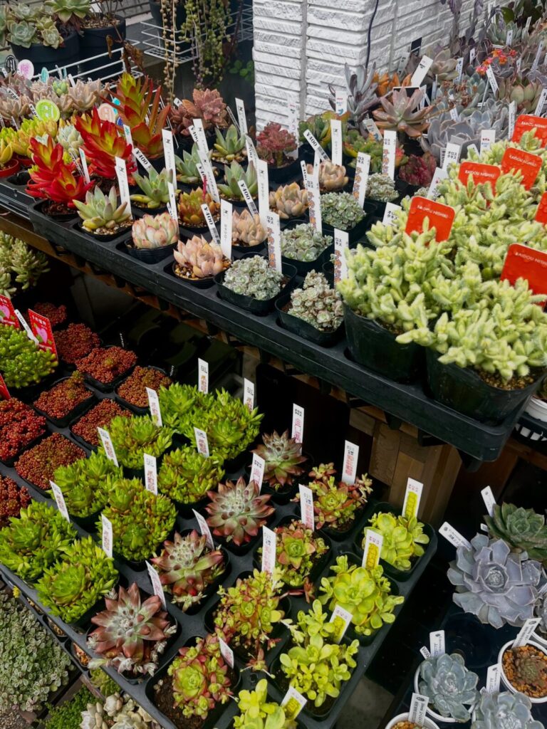 つぶつぶとモケモケも！カラフルな多肉植物がたくさん！|多肉植物専門店リュミエール 江東区 北砂販売所_20260608