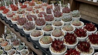 東京でエケベリアがある無人販売店|多肉植物専門店リュミエール 江東区 北砂販売所_20260608