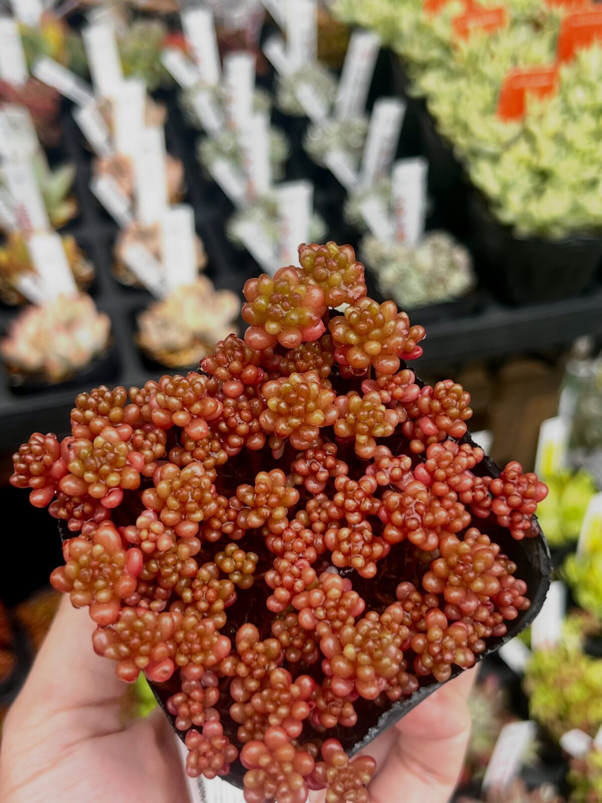 東京でエケベリアがある無人販売店|多肉植物専門店リュミエール 江東区 北砂販売所_20260608
