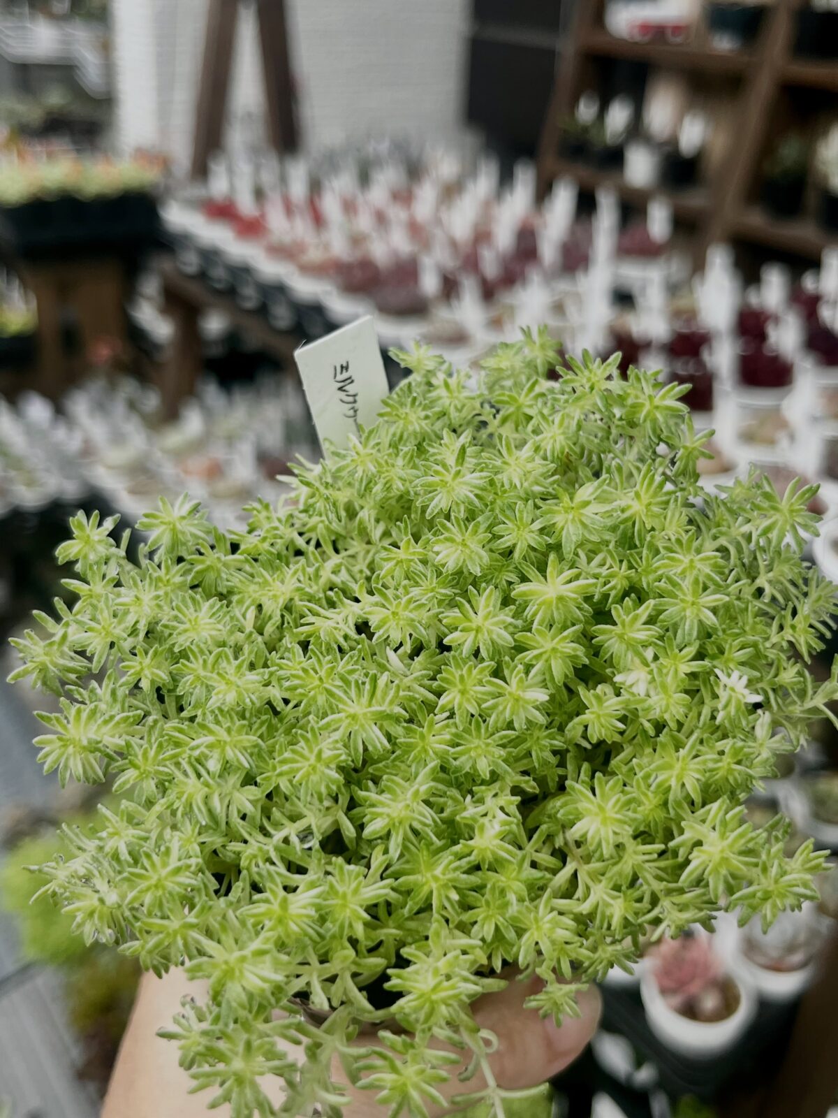 東京でエケベリアがある無人販売店|多肉植物専門店リュミエール 江東区 北砂販売所_20260608