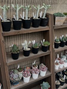 ユーフォルビア・ホワイトゴースト|多肉植物専門店リュミエール 江東区 北砂販売所_20260608