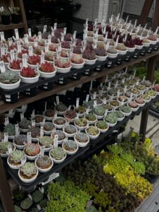たっぷりお水を吸ってむちむちのエケベリア|多肉植物専門店リュミエール 江東区 北砂販売所_20260608