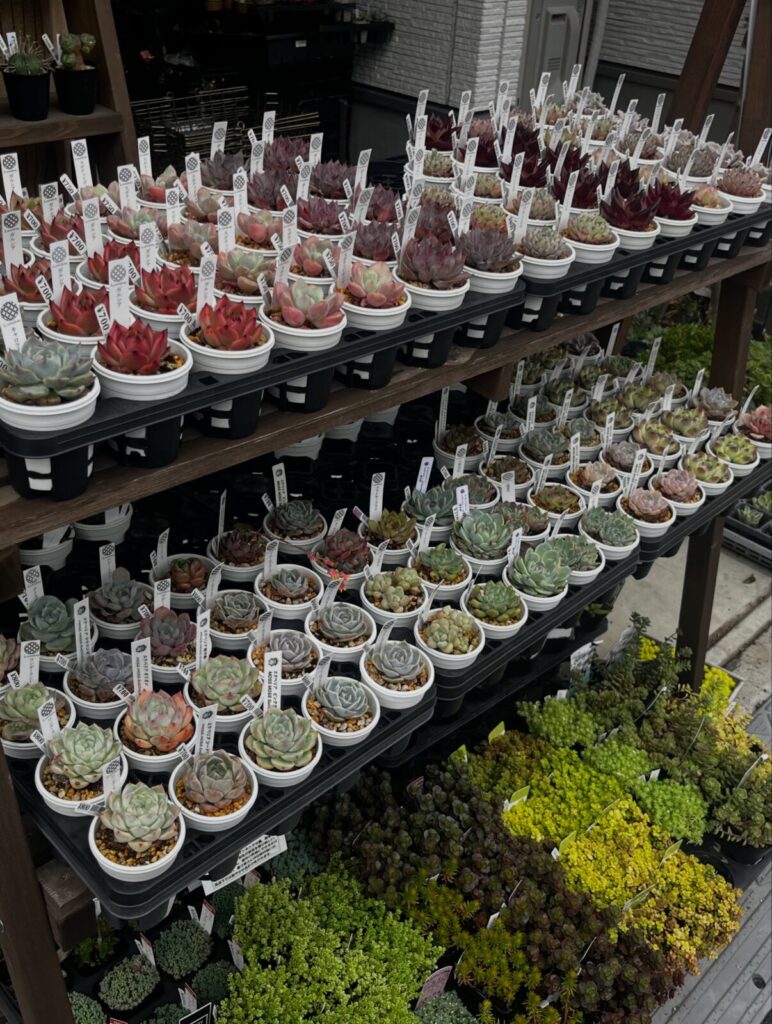 たっぷりお水を吸ってむちむちのエケベリア|多肉植物専門店リュミエール 江東区 北砂販売所_20260608