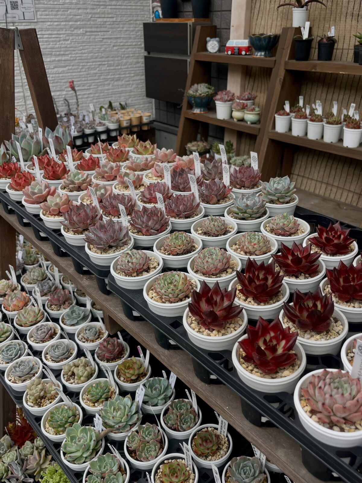東京でエケベリアがある無人販売店|多肉植物専門店リュミエール 江東区 北砂販売所_20260608
