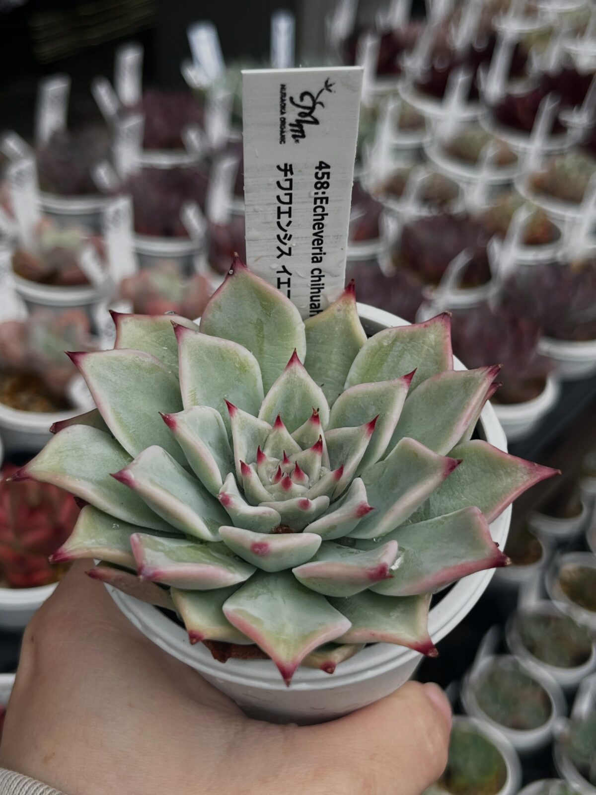 東京でエケベリアがある無人販売店|多肉植物専門店リュミエール 江東区 北砂販売所_20260609