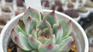 東京でエケベリアがある無人販売店|多肉植物専門店リュミエール 江東区 北砂販売所_20260609