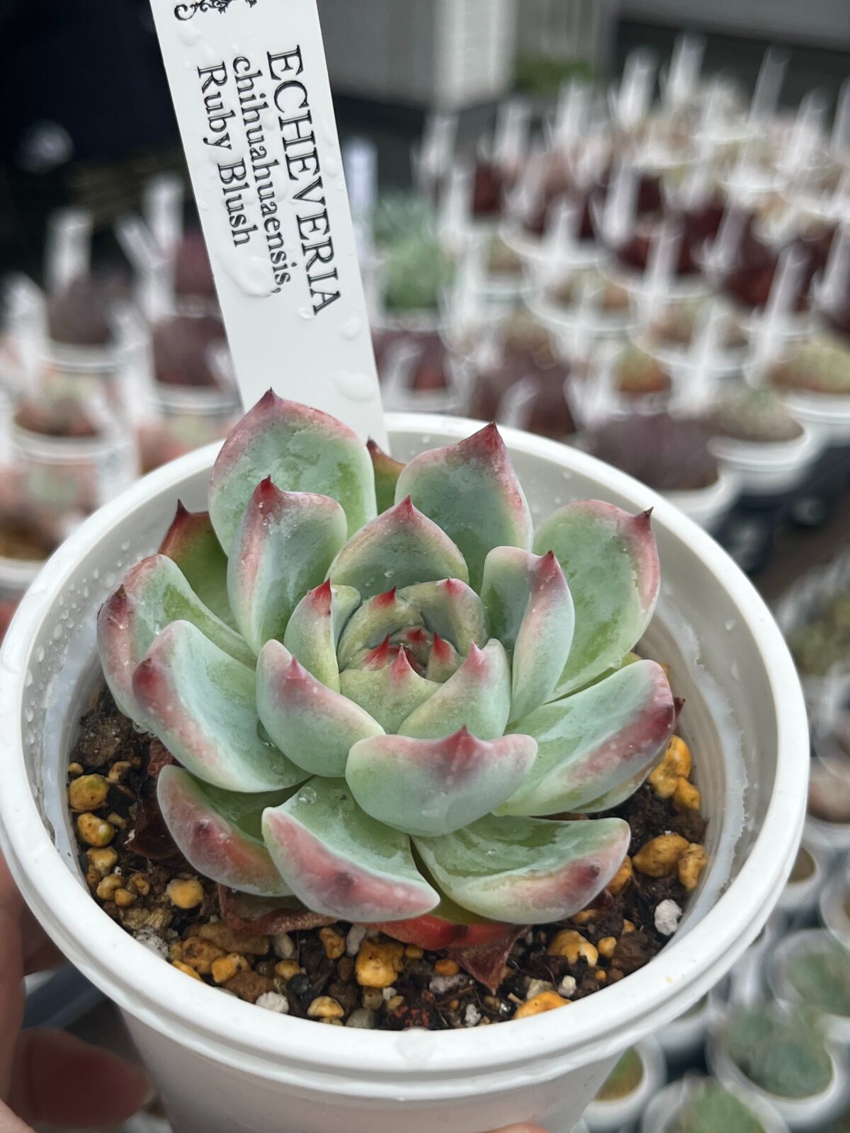 東京でエケベリアがある無人販売店|多肉植物専門店リュミエール 江東区 北砂販売所_20260609