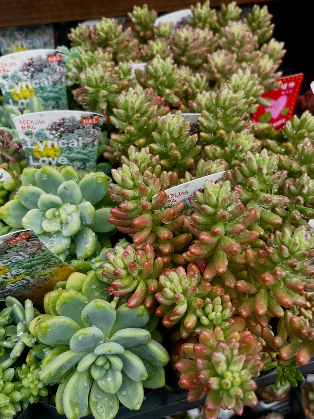 東京でエケベリアがある無人販売店|多肉植物専門店リュミエール 江東区 北砂販売所_20260610