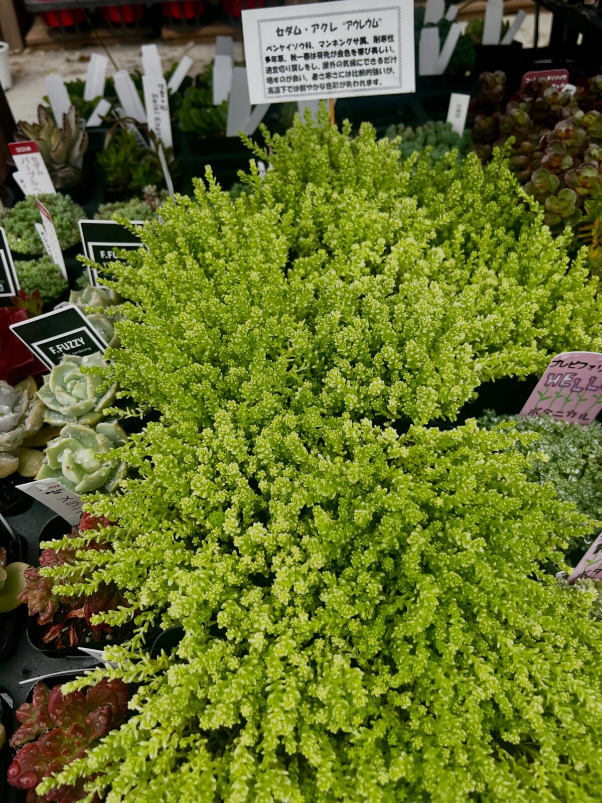 東京でエケベリアがある無人販売店|多肉植物専門店リュミエール 江東区 北砂販売所_20260610