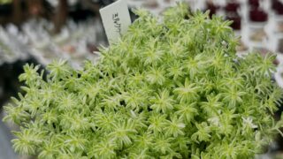 東京でエケベリアがある無人販売店|多肉植物専門店リュミエール 江東区 北砂販売所_20260610