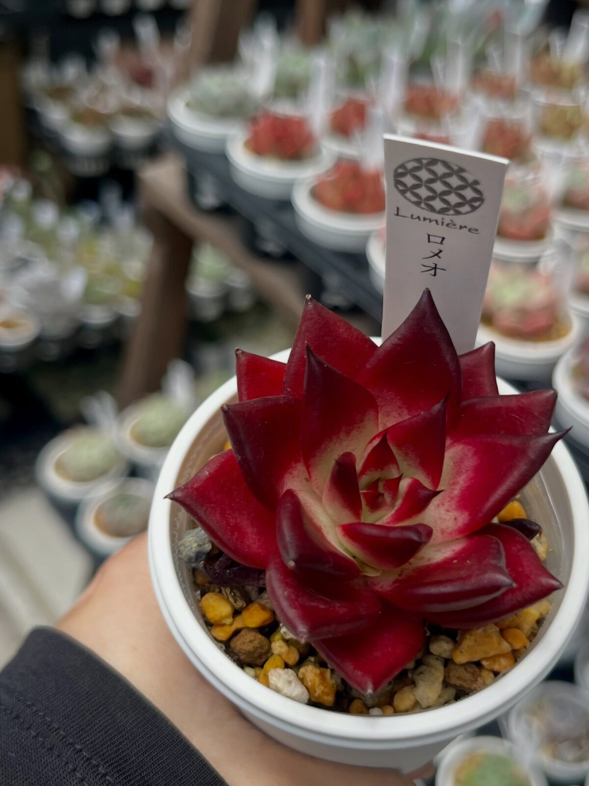 東京でエケベリアがある無人販売店|多肉植物専門店リュミエール 江東区 北砂販売所_20260613