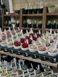 江東区でエケベリアからユーフォルビアまで|多肉植物専門店リュミエール 江東区 北砂販売所_20260613