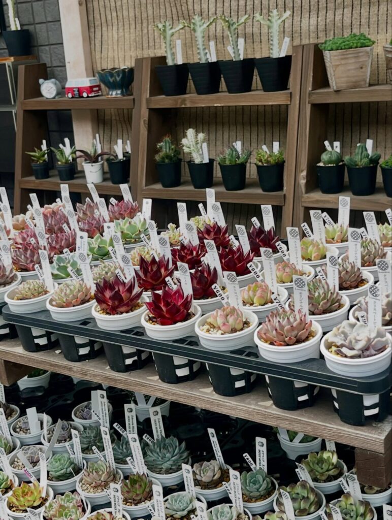 江東区でエケベリアからユーフォルビアまで|多肉植物専門店リュミエール 江東区 北砂販売所_20260613