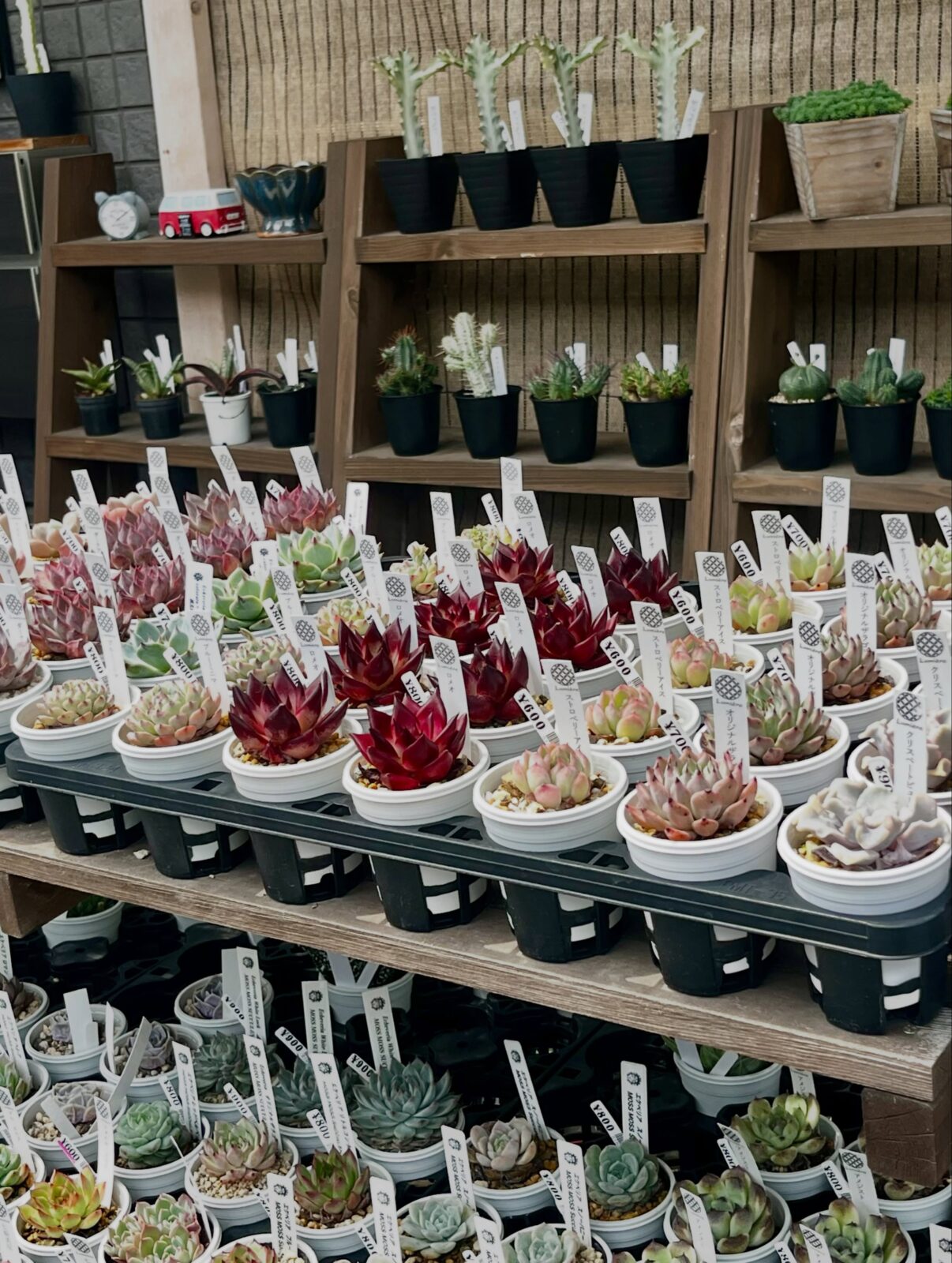 東京でエケベリアがある無人販売店|多肉植物専門店リュミエール 江東区 北砂販売所_20260613