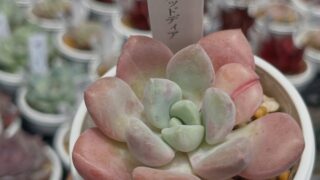 東京でエケベリアがある無人販売店|多肉植物専門店リュミエール 江東区 北砂販売所_20260613