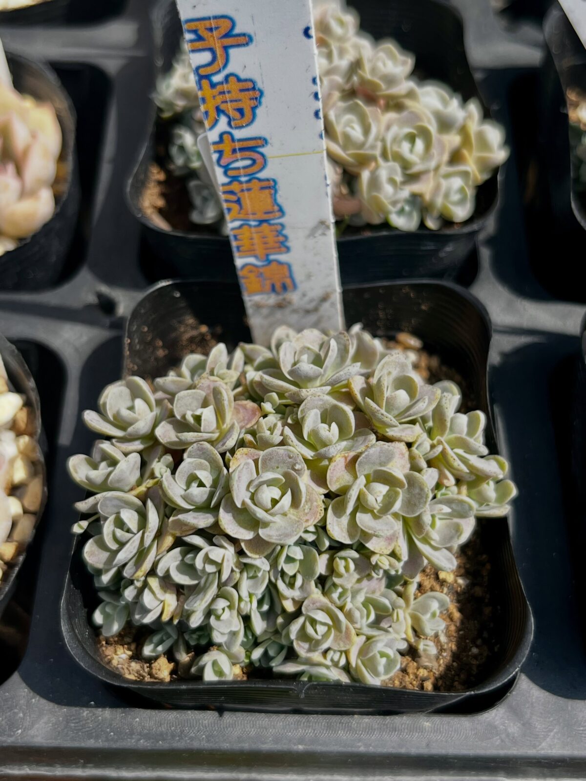 東京でエケベリアがある無人販売店|多肉植物専門店リュミエール 江東区 北砂販売所_20260613
