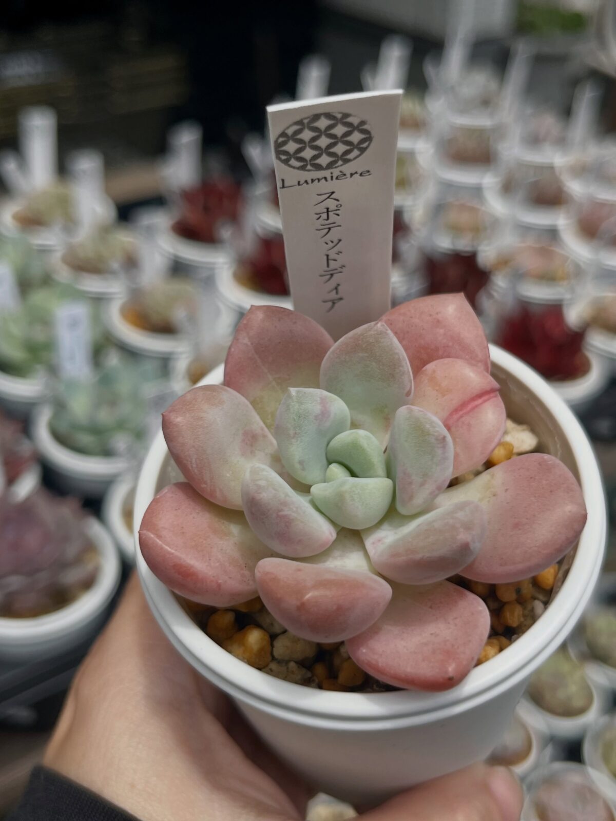 東京でエケベリアがある無人販売店|多肉植物専門店リュミエール 江東区 北砂販売所_20260613