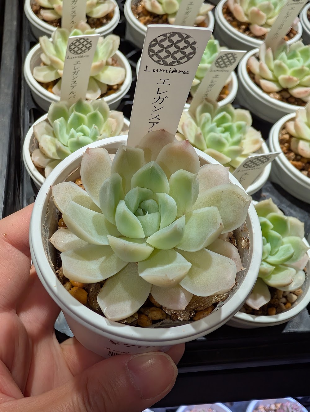 東京でエケベリアがたくさん並ぶ無人販売店|多肉植物専門店リュミエール葛飾店_20260702
