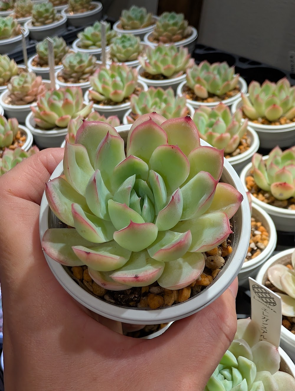 東京でエケベリアがたくさん並ぶ無人販売店|多肉植物専門店リュミエール葛飾店_20260702