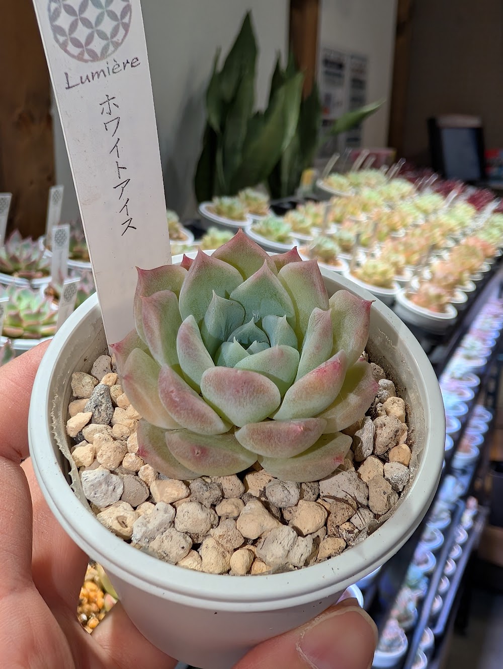 東京でエケベリアがたくさん並ぶ無人販売店|多肉植物専門店リュミエール葛飾店_20260702