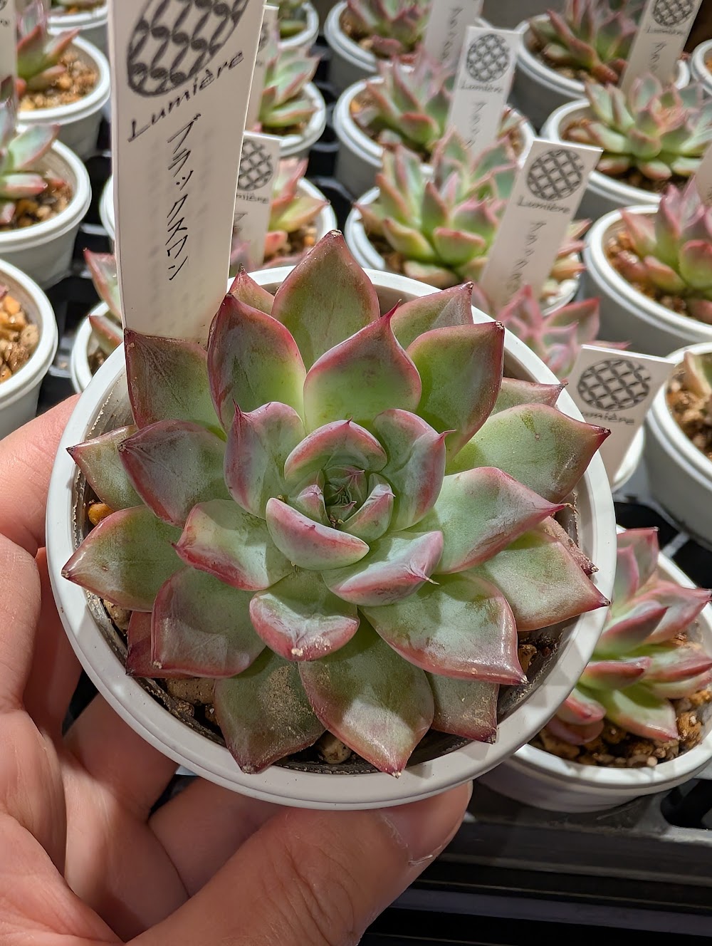 東京でエケベリアがたくさん並ぶ無人販売店|多肉植物専門店リュミエール葛飾店_20260702