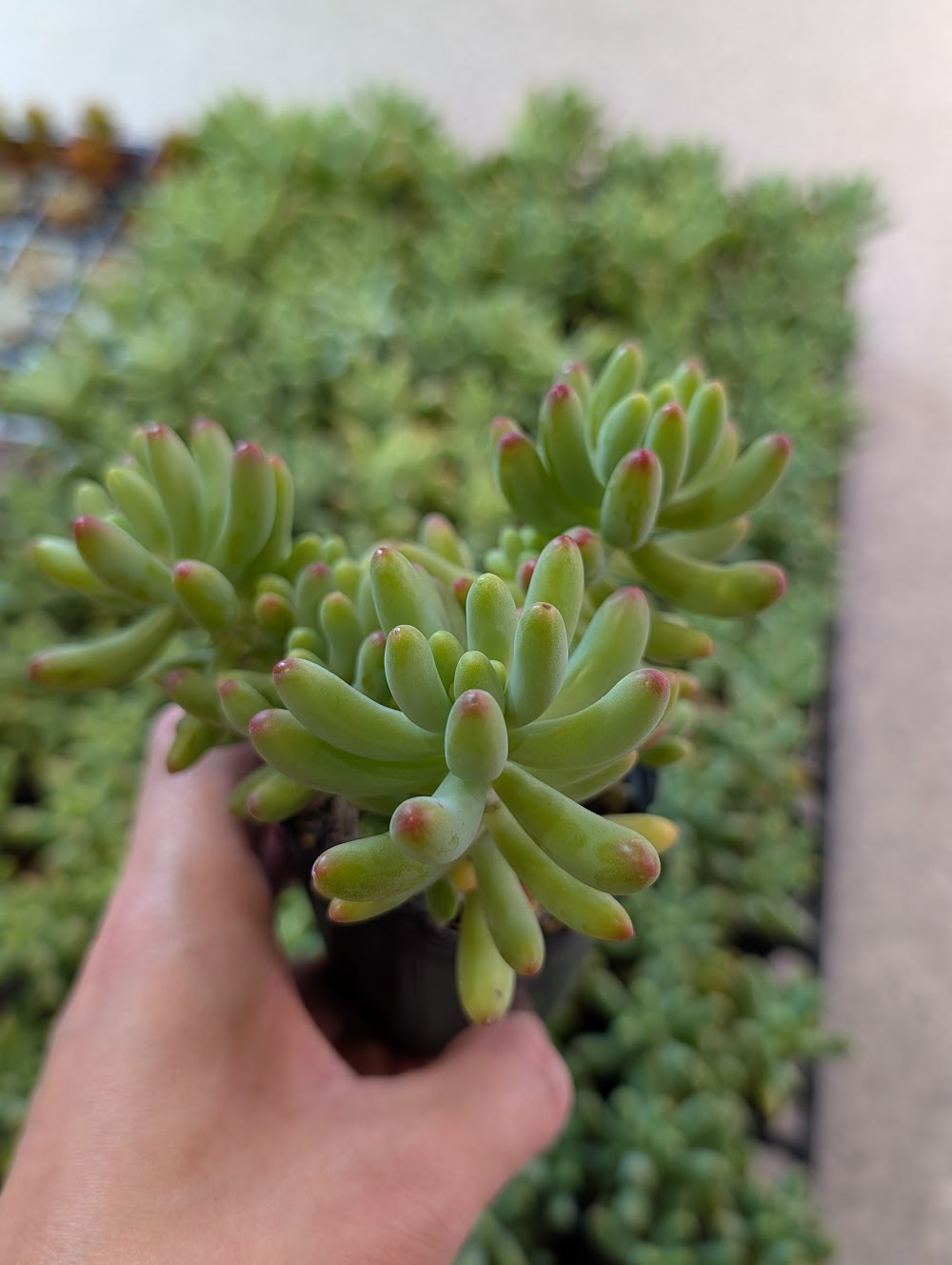 東京でエケベリアがたくさん並ぶ無人販売店|多肉植物専門店リュミエール葛飾店_20260702