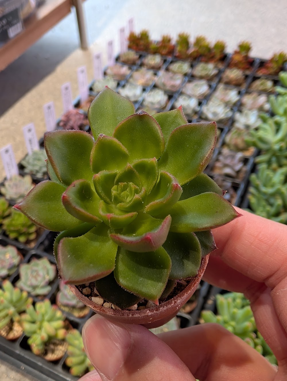 東京でエケベリアがたくさん並ぶ無人販売店|多肉植物専門店リュミエール葛飾店_20260702