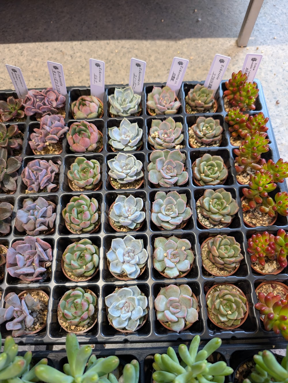 東京でエケベリアがたくさん並ぶ無人販売店|多肉植物専門店リュミエール葛飾店_20260702