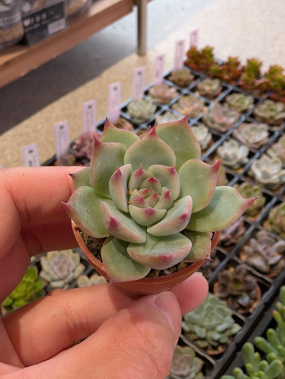 東京でエケベリアがたくさん並ぶ無人販売店|多肉植物専門店リュミエール葛飾店_20260702