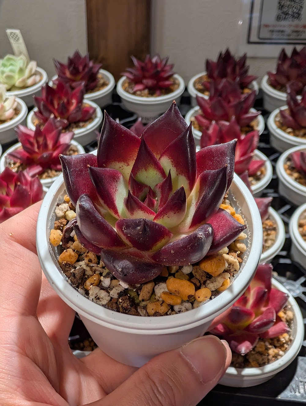 東京でエケベリアがたくさん並ぶ無人販売店|多肉植物専門店リュミエール葛飾店_20260702