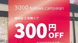 東京でエケベリアがたくさん並ぶ無人販売店|多肉植物専門店リュミエール葛飾店_20260703