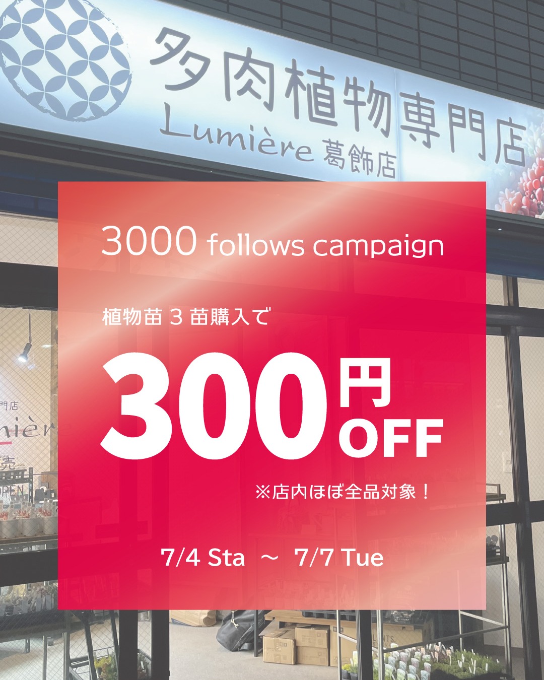 東京でエケベリアがたくさん並ぶ無人販売店|多肉植物専門店リュミエール葛飾店_20260703