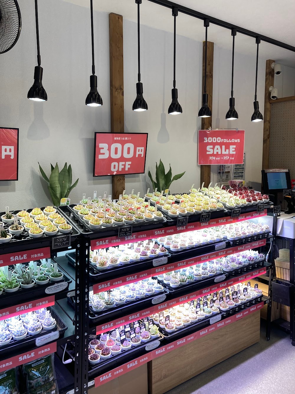 東京でエケベリアがたくさん並ぶ無人販売店|多肉植物専門店リュミエール葛飾店_20260704