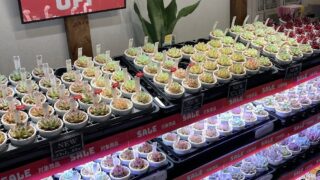 東京でエケベリアがたくさん並ぶ無人販売店|多肉植物専門店リュミエール葛飾店_20260704